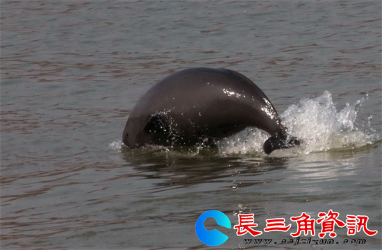 鱼嘴滨江观豚宝宝成长记.武家敏.13809042135【组1怀孕】_看图王_副本